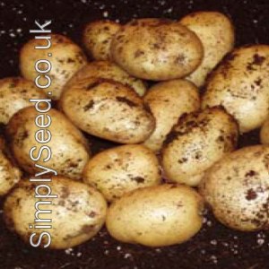 Duke of York Seed Potatoes